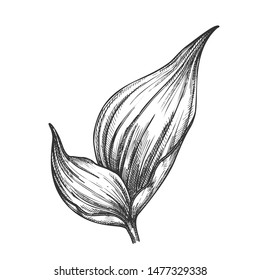 Rhapis Robusta Tropical Leaf Hand Drawn Vector. Decorative Jungle Floral Frond Leaf. Element Of Beautiful Nature Botanical Tree Herb Designed In Retro Style Black And White Illustration