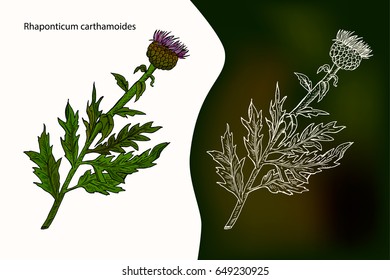 Rhaponticum carthamoides. Maral root or Rhaponticum. Vector illustration