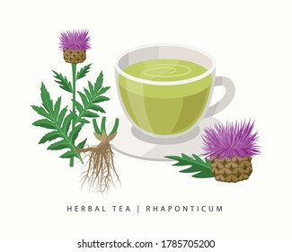 Kräutertee aus Rhaponticum einzeln auf weißem Hintergrund. Maralwurzel Blütenpflanze, Vektorgrafik botanischer Art.