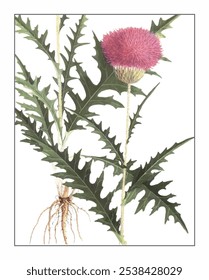 Rhaponticum uniflorum, hand-painted floral and botanical painting, hand-painted herbal painting, natural herbs.