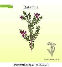 Rhatany (Krameria lappacea), medicinal plant. Hand drawn botanical vector illustration