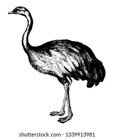 Rhea is a flightless bird vintage line drawing or engraving illustration.