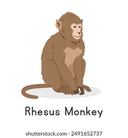 Rhesus monkey or Indochinese rhesus macaque vector illustration, cartoon clipart character, animal in flat style. Wild animals, wild creatures, wildlife concept. Monkey vector design isolated