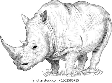  Rhino animal Safari vector black and white coloring