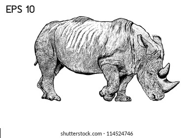 Rhino drawing with EPS 10 Vector