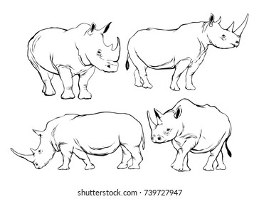 Rhino Illustration In Line Drawing