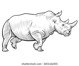 Rhino sketch vector