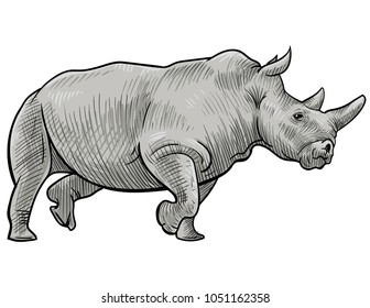 Rhino sketch vector