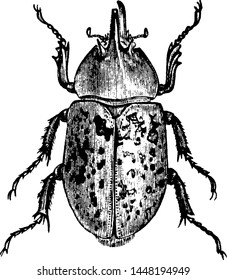 Rhinoceos Beetle, vintage engraved illustration.