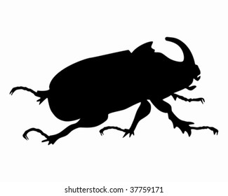 Rhinoceros beetle
