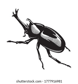 Rhinoceros beetle, hand drawn illustration