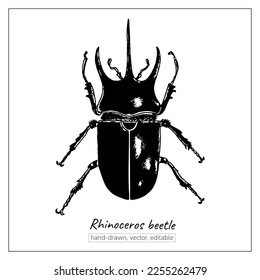 Rhinoceros beetle. Hand-drawn insect. Vector, isolated on white bug.