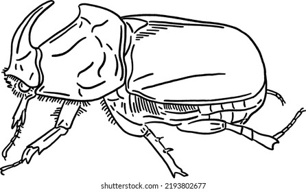 Rhinoceros beetle Insect Hand drawn line art Illustration