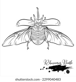 Rhinoceros Beetle, realistic insect animal sketch, vector illustration