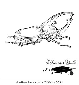 Rhinoceros Beetle, realistic insect animal sketch, vector illustration