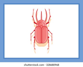 rhinoceros beetle red from above