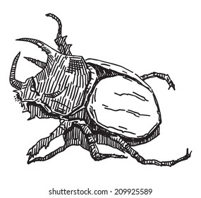 Rhinoceros beetle vector drawing isolated on white background