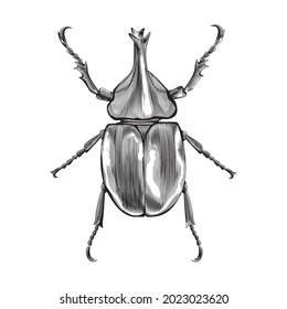 Rhinoceros beetle, Vector engraving style, Hand draw illustration, vintage, isolated on white background, woodcut style