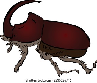 Rhinoceros beetle vector. Rhinoceros beetle, Rhino beetle on White Background.