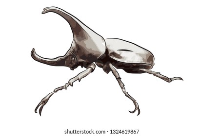 Rhinoceros beetles or beetle bug hercules beetle on the white background