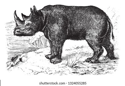 Rhinoceros bicorne, vintage engraved illustration. 