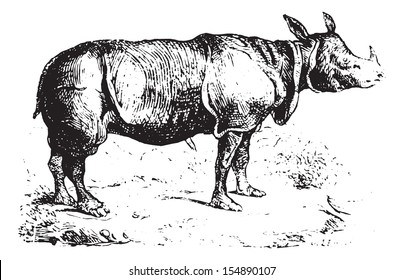 Rhinoceros in forest, vintage engraved illustration. Animaux Sauvages et Domestiques - For kids - 1892.