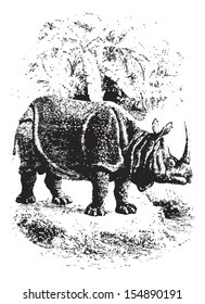 Rhinoceros in forest, vintage engraved illustration. Animaux Sauvages et Domestiques - For kids - 1892.