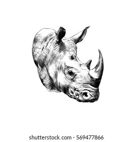 rhinoceros head sketch vector