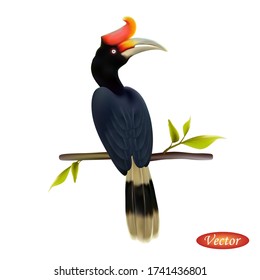 Rhinoceros hornbill isolated on a white background. Realistic Buceros rhinoceros. Vector illustration 3D. Natural beautiful bird. Macro icon exotic bird. Design element for banner, t-shirt.