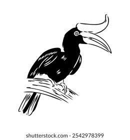 Rhinoceros hornbill. Vector sketch of hand drawn bird. Linear animals art.