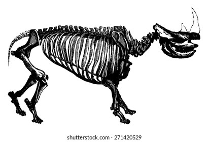 Rhinoceros skeleton, The transformation of species, vintage engraved illustration. Earth before man 1886.