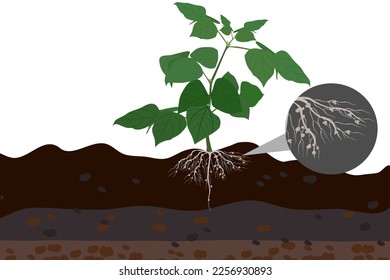 Rhizobium lives in bean roots.