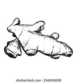 Rhizome of ginger. Hand pencil vector drawing. Spice, seasoning, food, cuisine