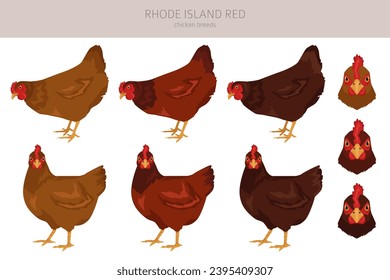 Rhode Island Red Chicken breeds clipart. Poultry and farm animals. Different colors set.  Vector illustration