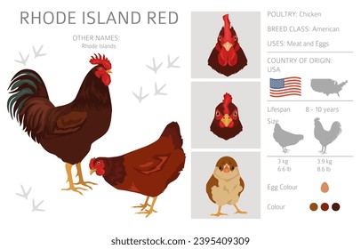 Rhode Island Red Chicken breeds clipart. Poultry and farm animals. Different colors set.  Vector illustration