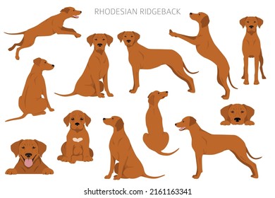 Rhodesian ridgeback clipart. Different poses, coat colors set.  Vector illustration