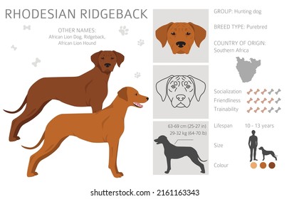 Rhodesian ridgeback clipart. Different poses, coat colors set.  Vector illustration