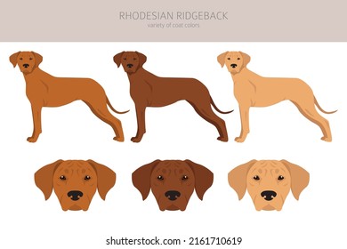 Rhodesian ridgeback clipart. Different poses, coat colors set.  Vector illustration