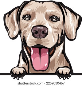 Rhodesian Ridgeback Color Peeking Dogs. Color image of a dogs head isolated on a white background. Dog portrait, Vector illustration