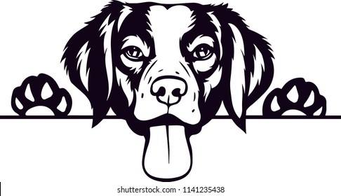 Rhodesian Ridgeback dog breed pet 