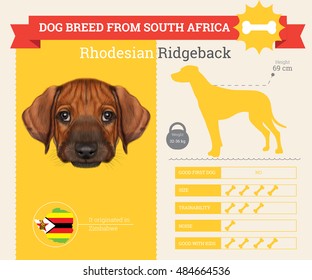 Rhodesian Ridgeback dog breed vector info graphics. This dog breed from South Artica