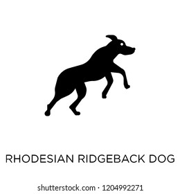 Rhodesian Ridgeback dog icon. Rhodesian Ridgeback dog symbol design from Dogs collection. Simple element vector illustration on white background.