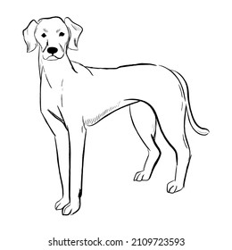 Rhodesian Ridgeback dog isolated on white background. Hand drawn dog breed vector sketch.