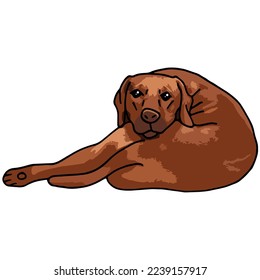 Dibujo coloreado de una mascota de perro de Ridgeback Rodesia