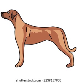 Rhodesian Ridgeback Dog Pet Colored Drawing