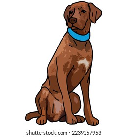 Rhodesian Ridgeback Dog Pet Colored Drawing