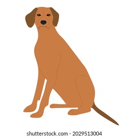 Rhodesian ridgeback. Thoroughbred hunting dog isolated on white background. Dog is sitting. Pet, domestic animal. Short and dense, sleek coat, red color. Flat vector illustration