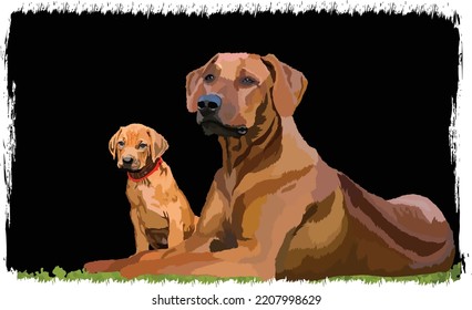 rhodesian ridgebacks dog illustration for t shirt design