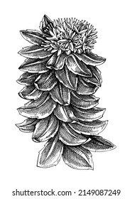 Rhodiola. Adaptogenic Plant Botanical Sketch. Hand-sketched Rhodiola Illustration. Great For Traditional Medicine, Cosmetology, Ayurveda, And Clinical Research Design. Natural Adaptogen Drawing