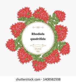 Rhodiola quadrifida flowers and leaves. Vintage background. Medical and cosmetic herbs. Vector illustration.
